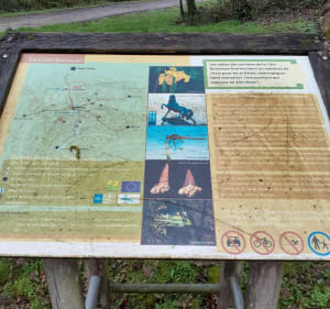 Jolie randonnée boisée forêt de Louvemont - Louvemont - 5