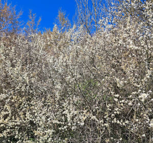 Belle balade à Ansacq en traversant la forêt de Laneuville - Ansacq - 4