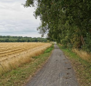Les arbres de la Pévèle - Bersée - 3