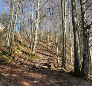 Wandelen of trailrunnen door het Belvedere van de Vier Meren - La Chaux-du-Dombief - 4