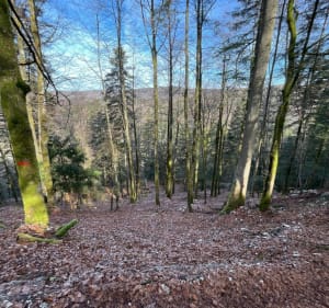 Wandelen of trailrunnen door het Belvedere van de Vier Meren - La Chaux-du-Dombief - 5