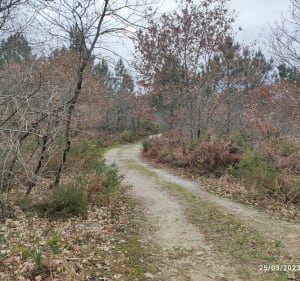 Dans les bois bord de Jalle en VTC - Saint-Médard-en-Jalles - 5