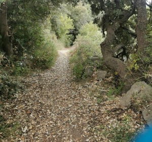 Entre canal et guarrigue depuis Homps - Homps - 3