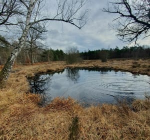 Le long du Ruisseau et du Grang Etang Neuf - Gambaiseuil - 3