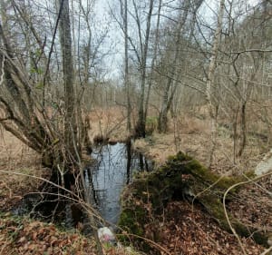 Le long du Ruisseau et du Grang Etang Neuf - Gambaiseuil - 4