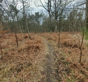 Le long du Ruisseau et du Grang Etang Neuf - Gambaiseuil - 5