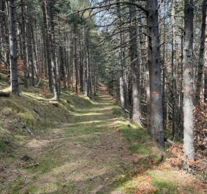Boucle de la Réserve Naturelle à Prats-de-Mollo-la-Preste - K2METGE - 5