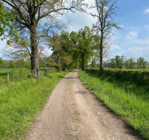 Balade dans le petit sous-bois de Poteau - Vougy - 4