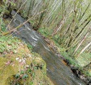 Forêt d'Epagne depuis Monteil - Sauviat-sur-Vige - 3