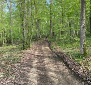 Courte balade en passant par le bois de La Perelle - Vougy - 5
