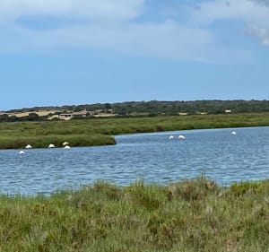 Ses salines - parc natural ES TRENC-SALOBRAR DE CAMPOS - Campos - 4