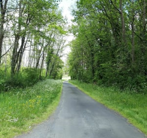 Nature ensoleillée en campagne de Sainte-Verge à Vélo - Sainte-Verge - 5
