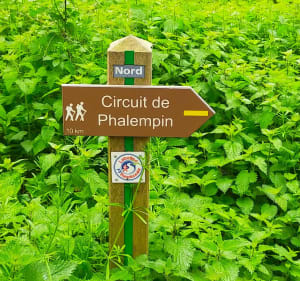 Forêt de Phalempin - Phalempin - 3