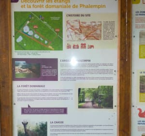 Forêt de Phalempin - Phalempin - 5