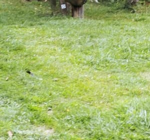 De la Pellouelle à une commune de Saint Romain, long - Sommières-du-Clain - 5