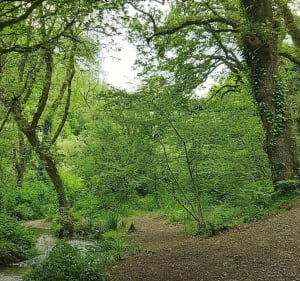 Belle promenade entre forêt et océan - Plouzané - 3