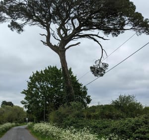 Circuit des Landes de Tréjet - La Chevrolière - 5