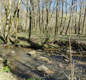 Jolie balade en forêt, et villages au Bois de la Grange par Pont de Lavaud - Panazol - 3