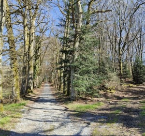 Jolie balade en forêt, et villages au Bois de la Grange par Pont de Lavaud - Panazol - 4