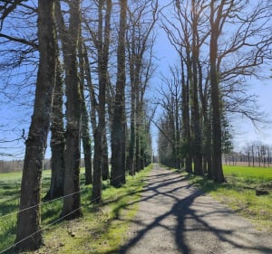 Jolie balade en forêt, et villages au Bois de la Grange par Pont de Lavaud - Panazol - 5