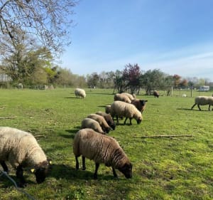 Tour du Grand Lac à Montrevel en Bresse - Malafretaz - 4