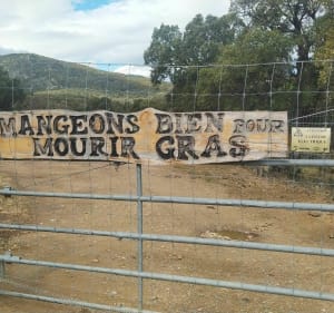 Rando en bas de la Massane - Argelès-sur-Mer - 4