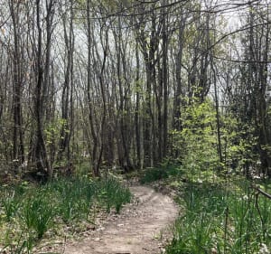 Les bois de Meursac ️ - Thaims - 3
