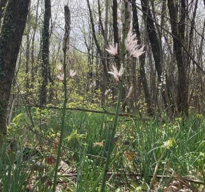 Les bois de Meursac ️ - Thaims - 4