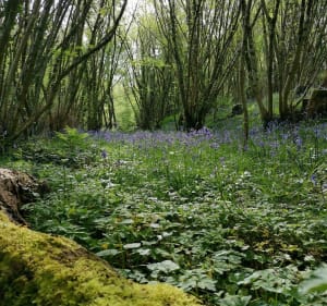 Sentiers autour de la Mirais - La Chapelle-sur-Erdre - 5