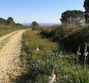 Sentier paysage de garrigue et pierres sèches à Aragon - Aragon - 4