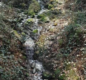 Forêt domaniale des Monts-d'Orb - Jean luc - 4