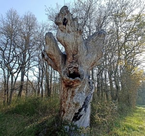 Randonnée nature dans la vallée du Lys - Azay-le-Rideau - 5