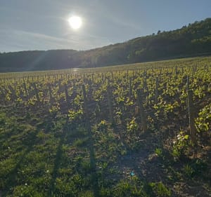 De Meursault à Blagny - Meursault - 3