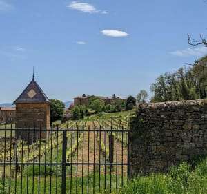 Boucle sur Frontenas, Oingt, Theizé - Frontenas - 5