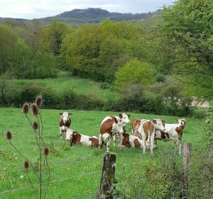 Dans la vallée des Vaux - Christophe - 4