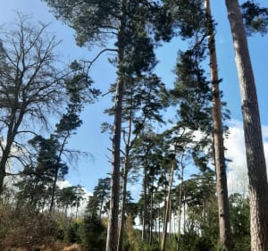 Prachtige wandeling in het dierenpark in het Roumare-bos - Val-de-la-Haye - 5