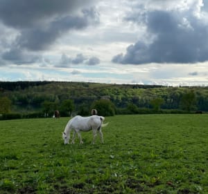 Sentier des oiseaux au Val Joly - Eppe-Sauvage - 4