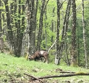 Randonnée dans le massif du Caroux et l'Espinouse 1er partie - Colombières-sur-Orb - 5