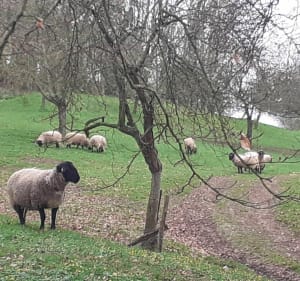 Boucle du Bois de Longvilliers par les Quatres Chênes - Longvilliers - 4