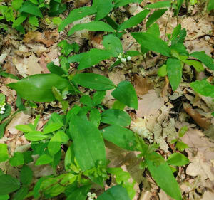 Bois Roquelaure en Chemin de la Vasserie - Lapugnoy - 3