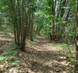 Belle balade dans la forêt de : "Les Bois d'Anjou" - René - 4