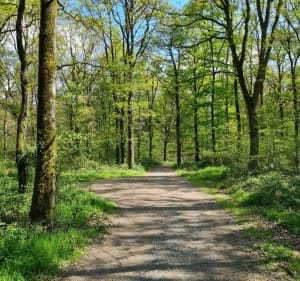 Footing nature dans la forêt de Brain-sur-Longuenée - Erdre-en-Anjou - 3