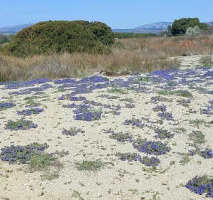 Le Barcarès - Parc des Dosses - Le Barcarès - 4
