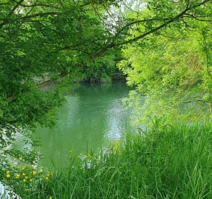 Les bords de la belle Charente autour de Vindelle - Vindelle - 3