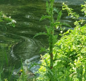 Les bords de la belle Charente autour de Vindelle - Vindelle - 5