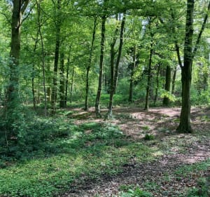 Forêt  de Phalempin - Phalempin - 3