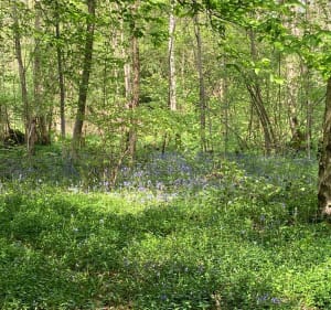 Forêt  de Phalempin - Phalempin - 4