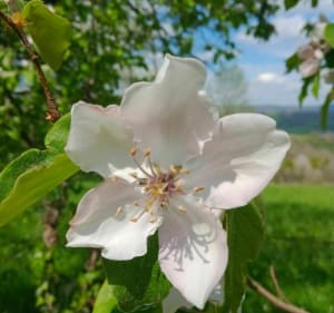 Belle balade au dessus de Saint Christophe Vallon - Marcillac-Vallon - 3