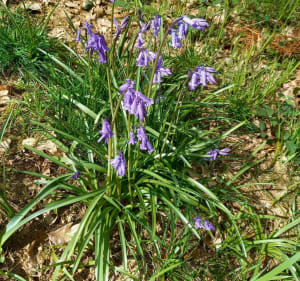 La Petite Charnie fleurie - Saint-Symphorien - 3