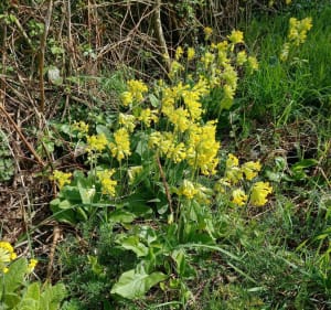 La Petite Charnie fleurie - Saint-Symphorien - 4